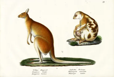 Kangaroo, 1824